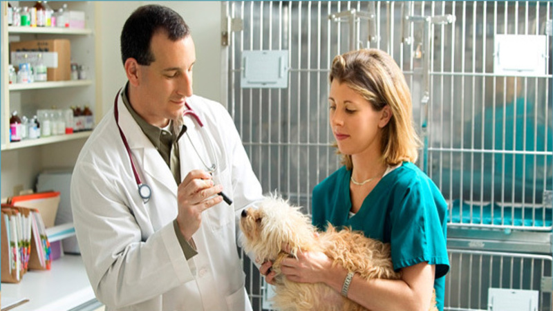 Get Great Care from Quality Veterinarians Close to Barnegat, NJ