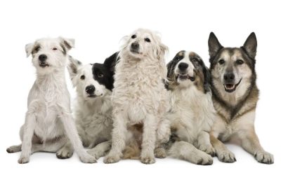 Why Pet Owners Trust the Pet Hospital Madison, AL for Compassionate Veterinary Care
