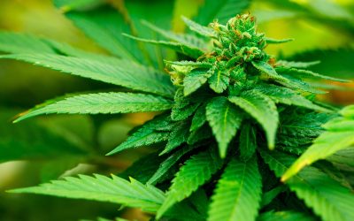 Understanding THCA and THC: Effects, Benefits, and Risks in the USA